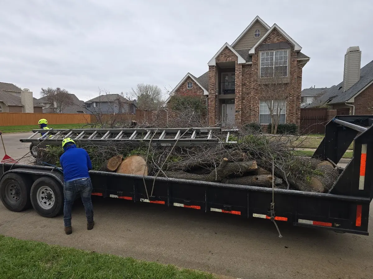 Expert Tree Removal with proper safety equipment in Angela